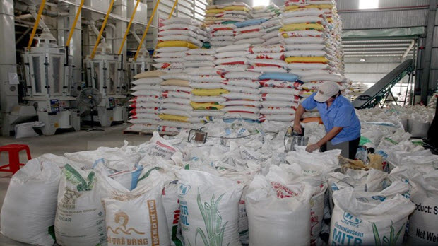 Giá lúa gạo tại Đồng bằng sông Cửu Long liên tục giảm mạnh